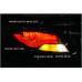 autolump f-style led taillamp hyundai accent 2011-13